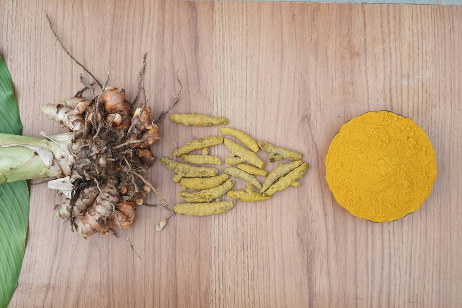 Author with senior golden retriever reviewing turmeric supplement ingredients at a cozy home desk