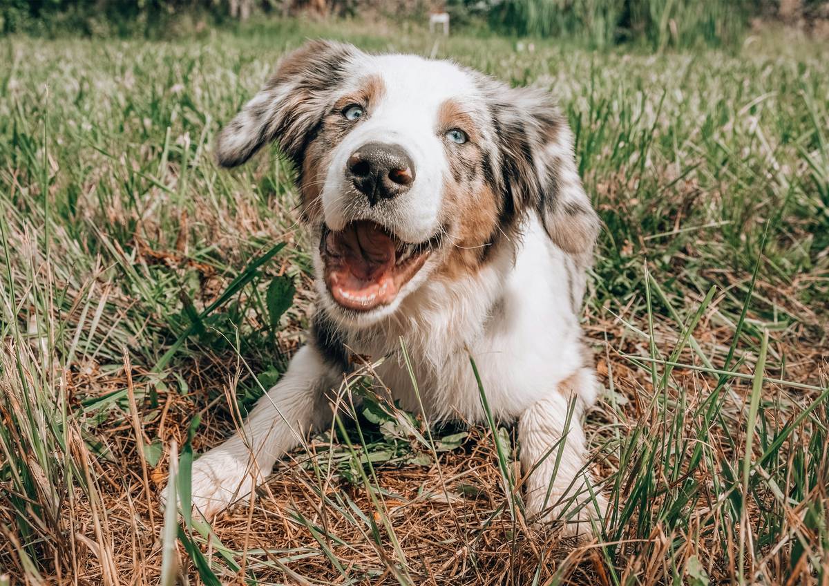 Golden retriever resting calmly after using pet turmeric allergy solution to reduce seasonal itching