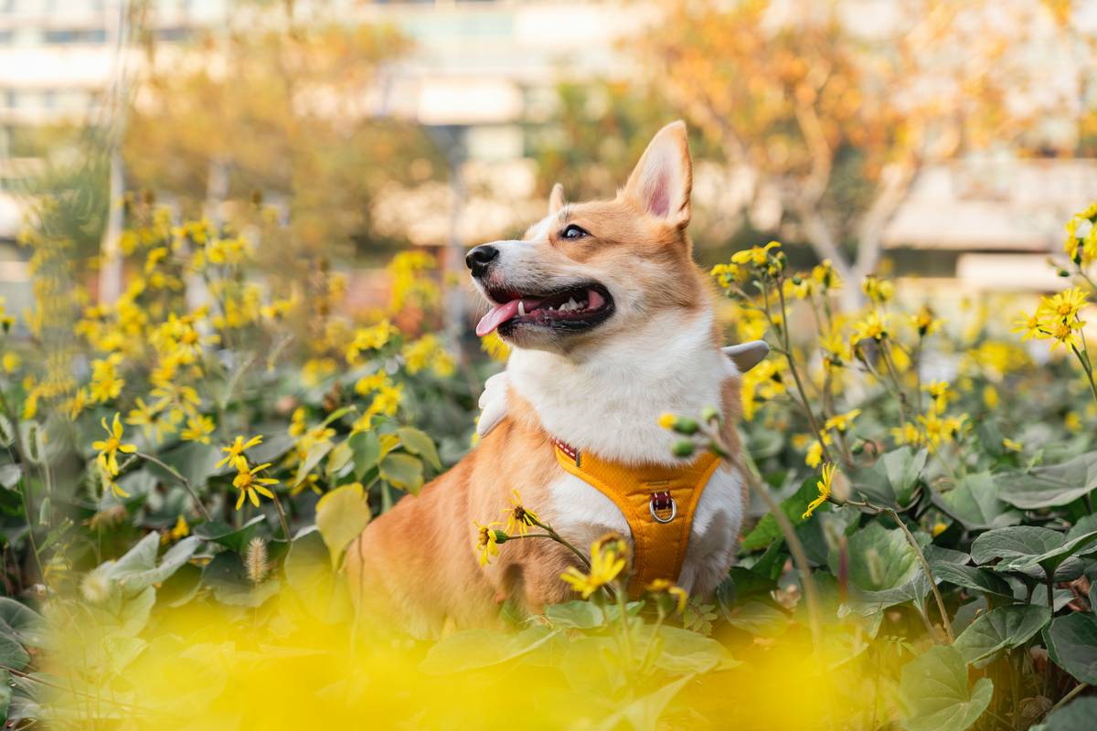 Golden yellow turmeric powder next to a happy dog with clear skin, representing allergy turmeric prevention aid