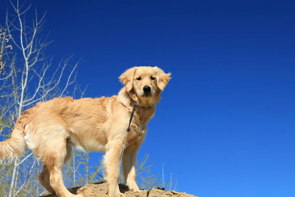 Golden retriever lying comfortably on a rug with turmeric joint health aid bottle nearby