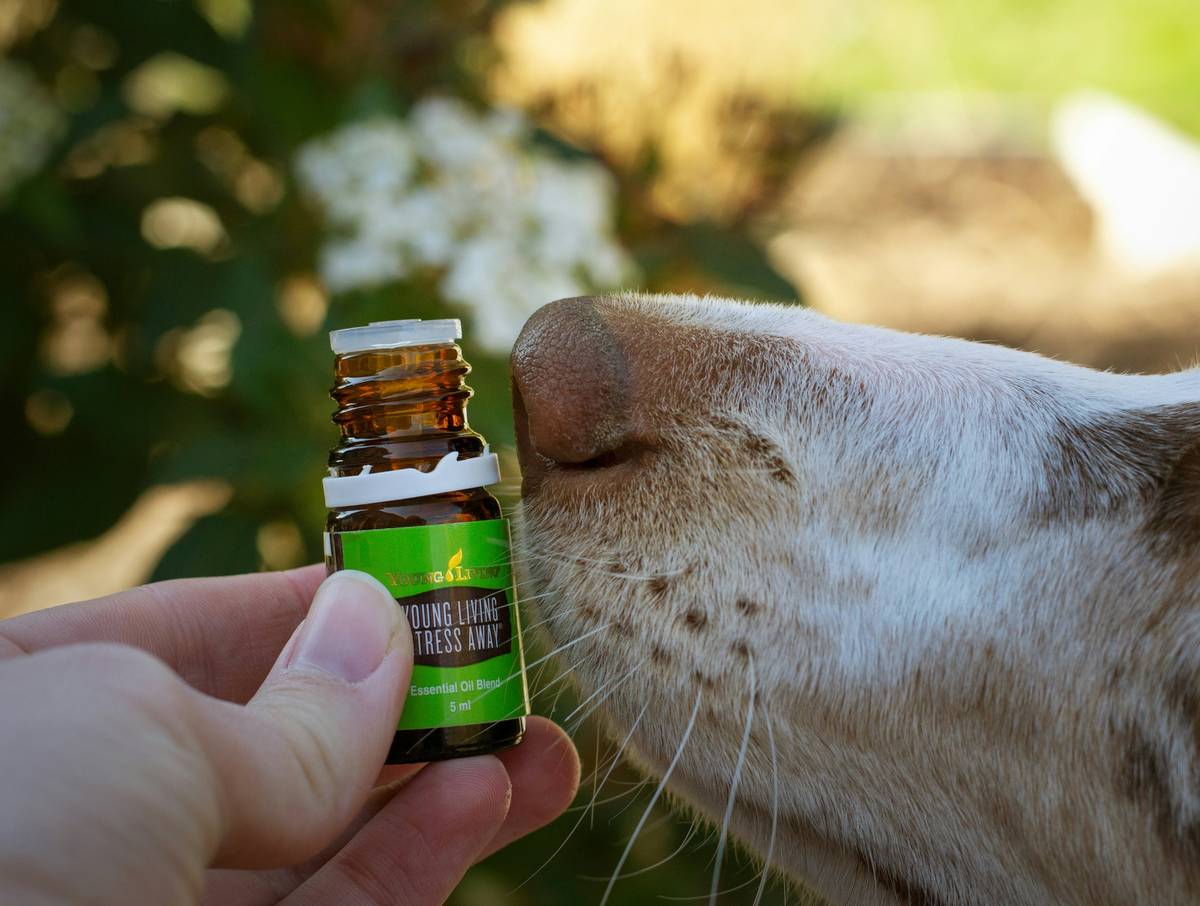 Golden turmeric powder next to a dog scratching its ear, labeled turmeric allergy reducer pet