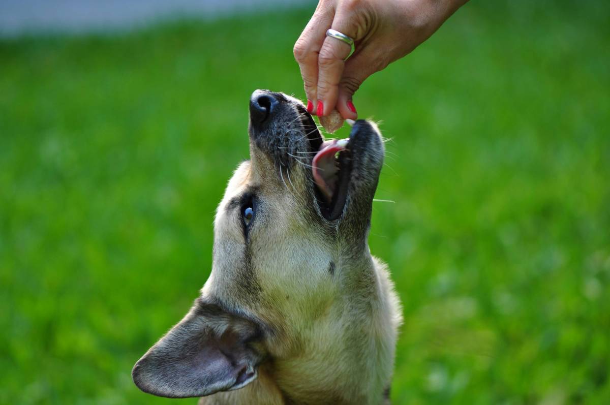 Turmeric Joint Health Aid: 7 Proven Ways to Avoid Painful Mistakes for Your Pet