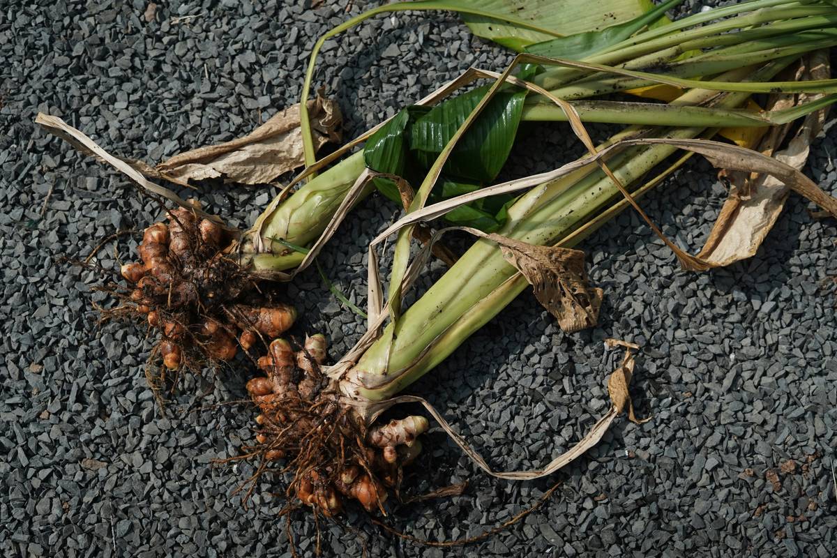 Allergy Turmeric Remedy Supplement: 7 Proven Ways to Avoid Costly Mistakes