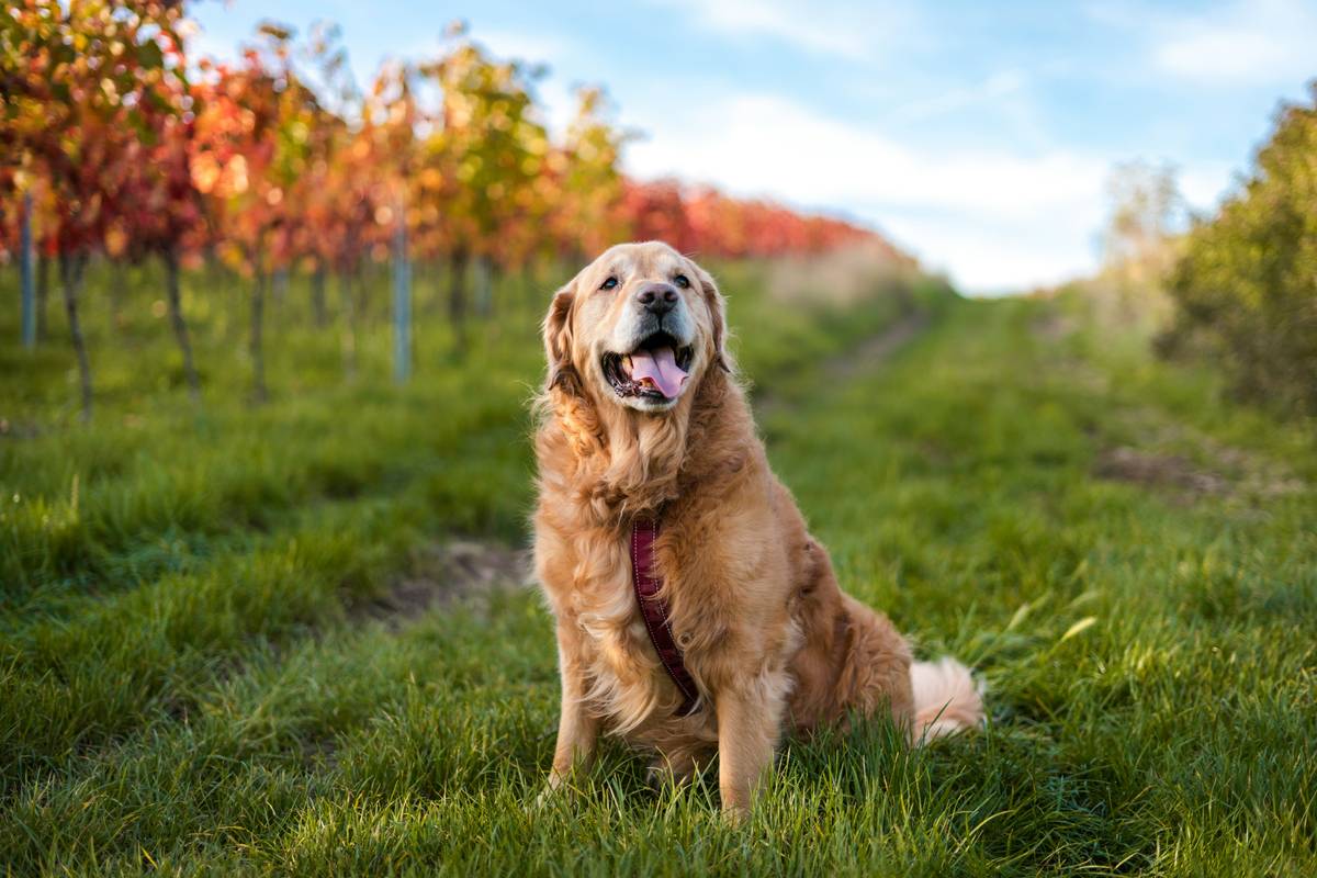 Golden retriever with mild skin irritation receiving allergy turmeric remedy supplement from owner