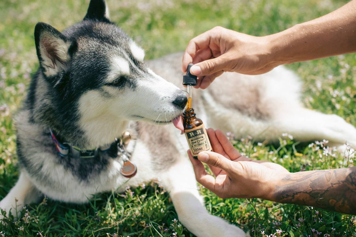Golden-yellow turmeric allergy support supplement powder being sprinkled on dog food, showing natural anti-inflammatory pet care