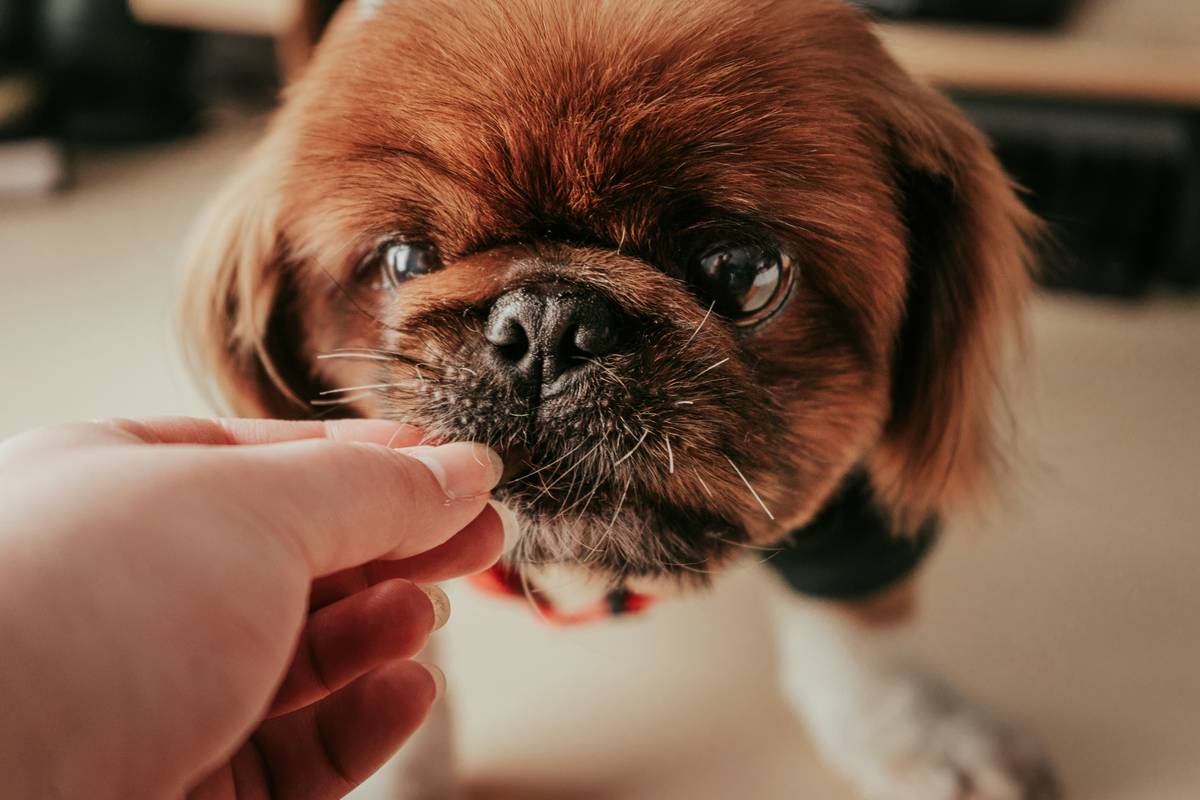 Golden-yellow turmeric powder next to a happy golden retriever receiving turmeric inflammation solution aid from owner