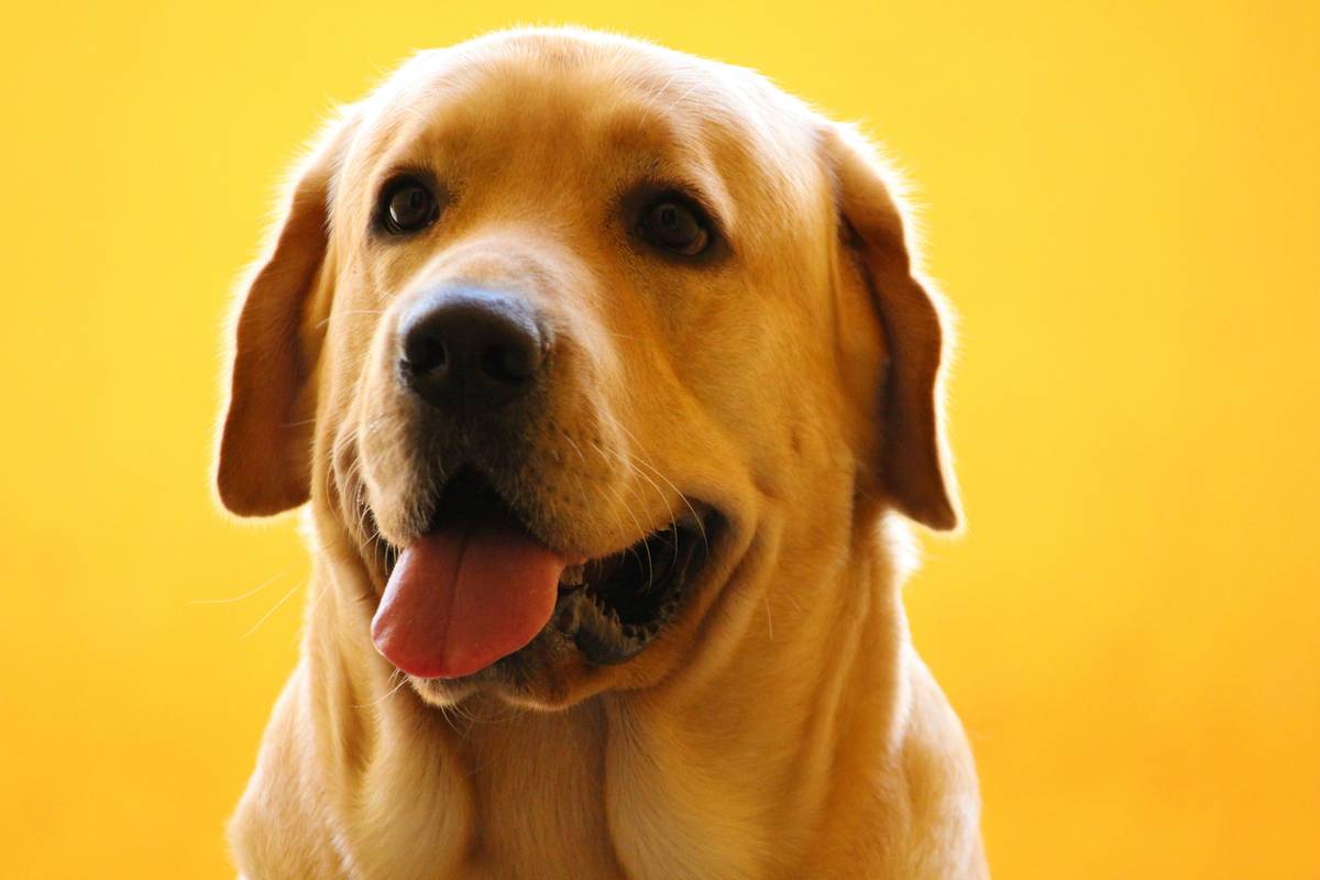 Golden-yellow turmeric capsules next to a relaxed senior dog lying on a rug – anti-inflammatory turmeric relief pet supplement for joint comfort