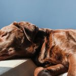Turmeric Joint Recovery Relief: 7 Proven Ways to Avoid Painful Mistakes for Your Pet