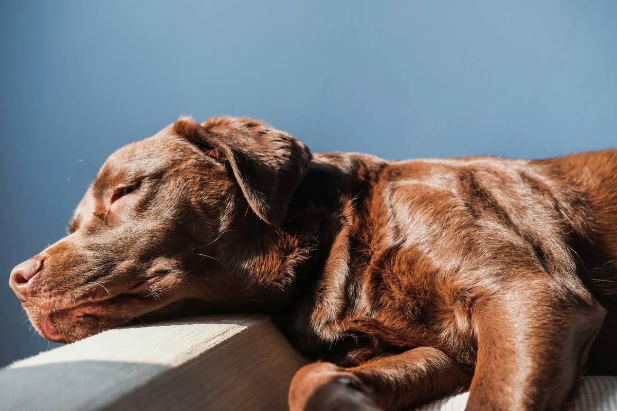 Turmeric Joint Recovery Relief: 7 Proven Ways to Avoid Painful Mistakes for Your Pet
