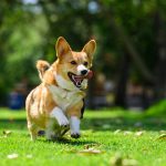 Turmeric Joint Recovery Relief: 7 Proven Ways to Avoid Painful Mistakes for Your Pet