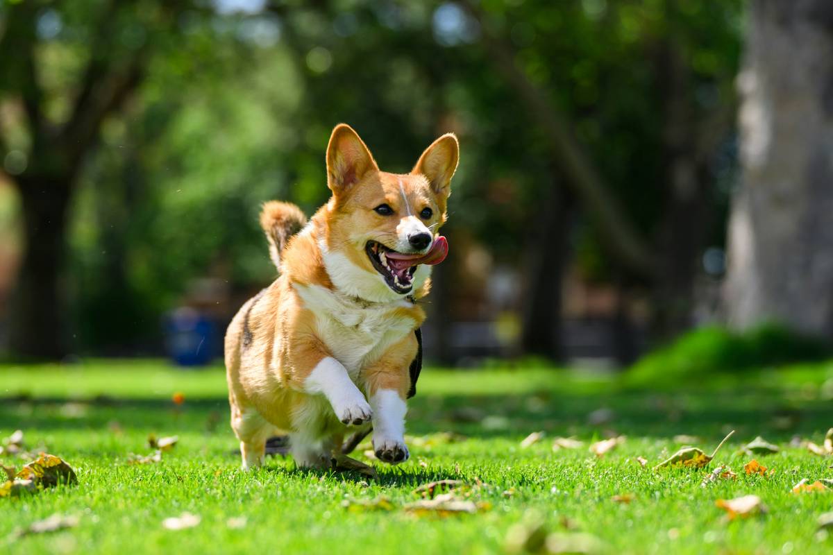Turmeric Joint Recovery Relief: 7 Proven Ways to Avoid Painful Mistakes for Your Pet