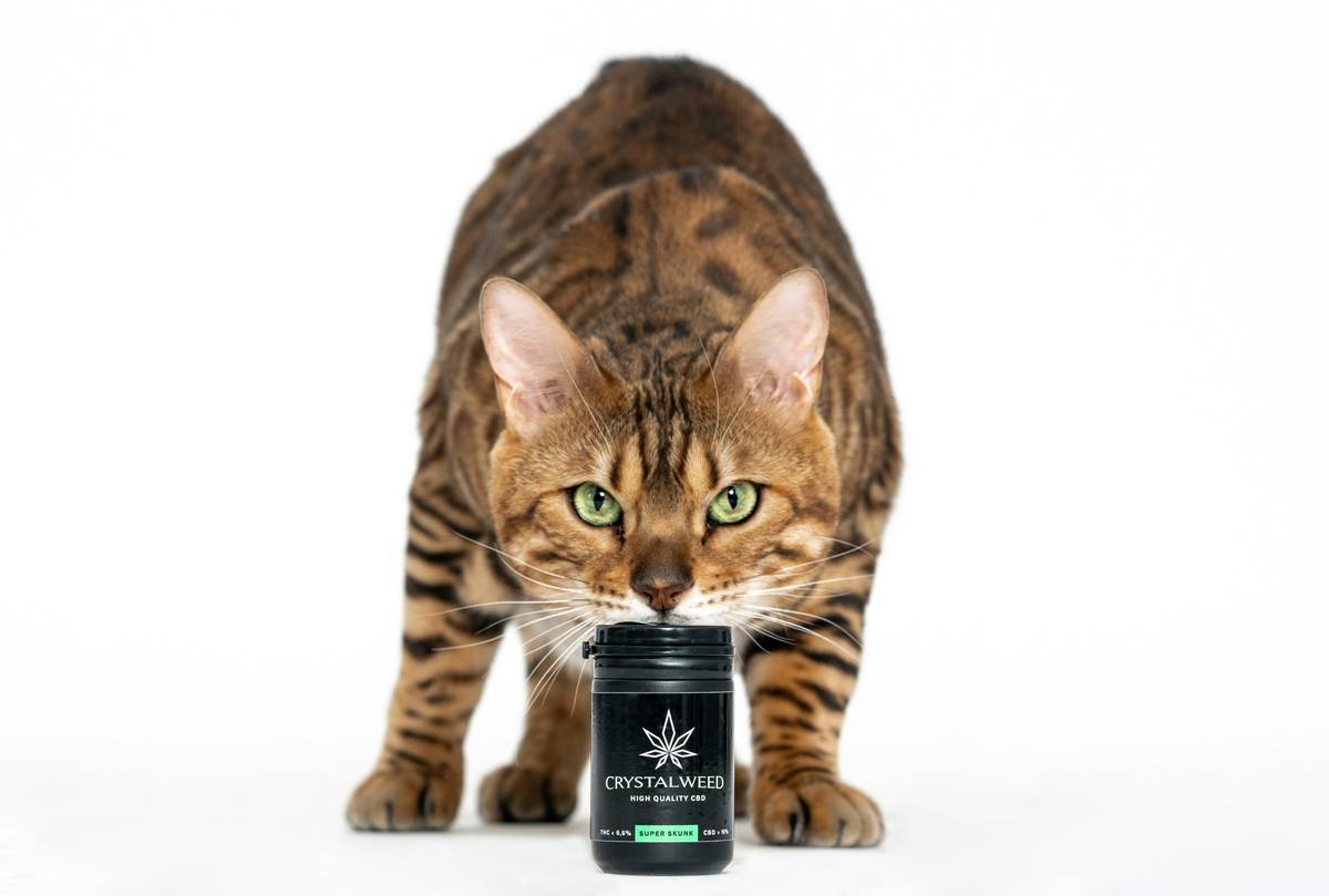Turmeric Pet Allergy Reducer Aid: 7 Proven Ways to Avoid Painful Reactions