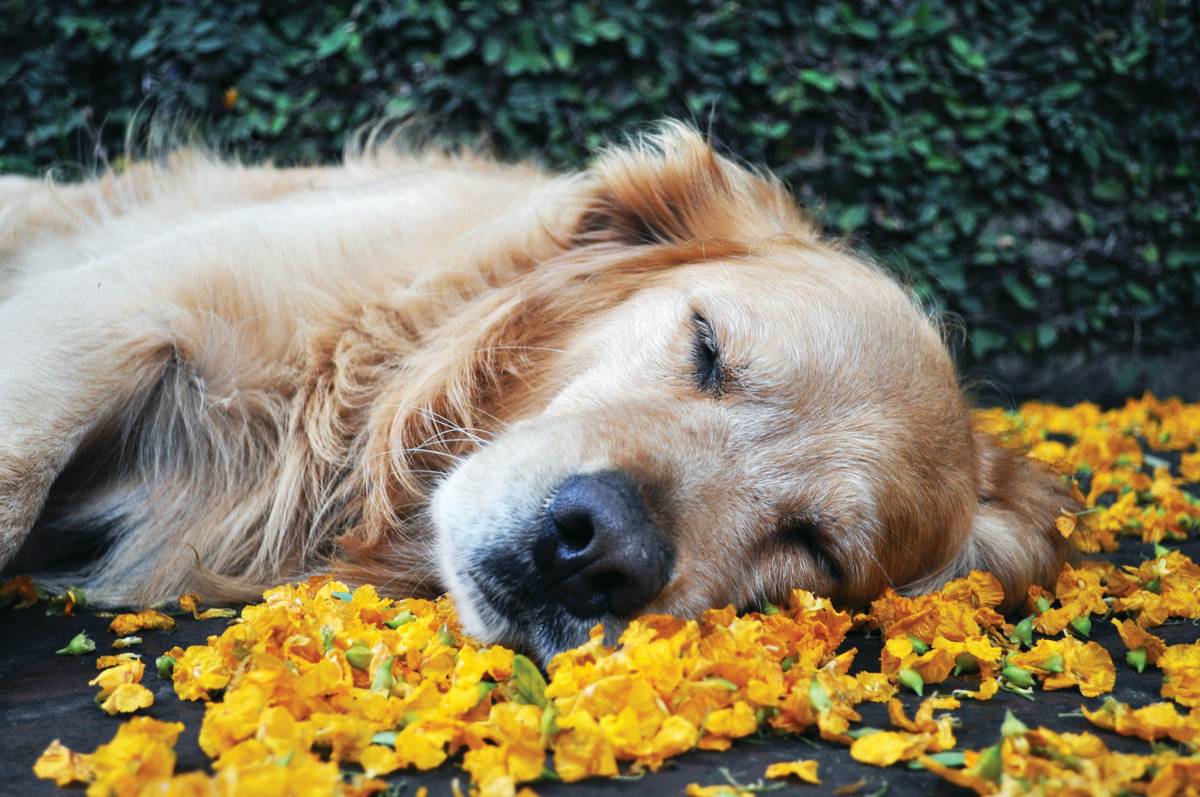 Golden retriever resting peacefully after using allergy turmeric supplement aid for seasonal skin irritation